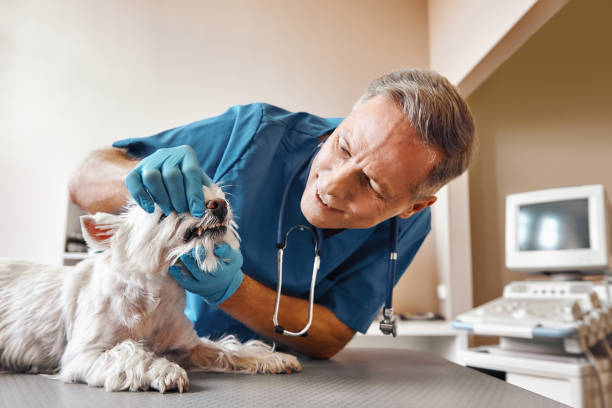 Best Emergency Dentist for Knocked-Out Tooth in St Louis, MI